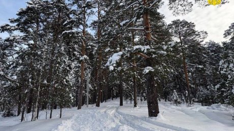 В Сосновоборском районе у женщины забрали более 30 га земли