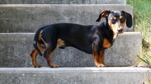 Ветеринар назвал пять худших пород собак