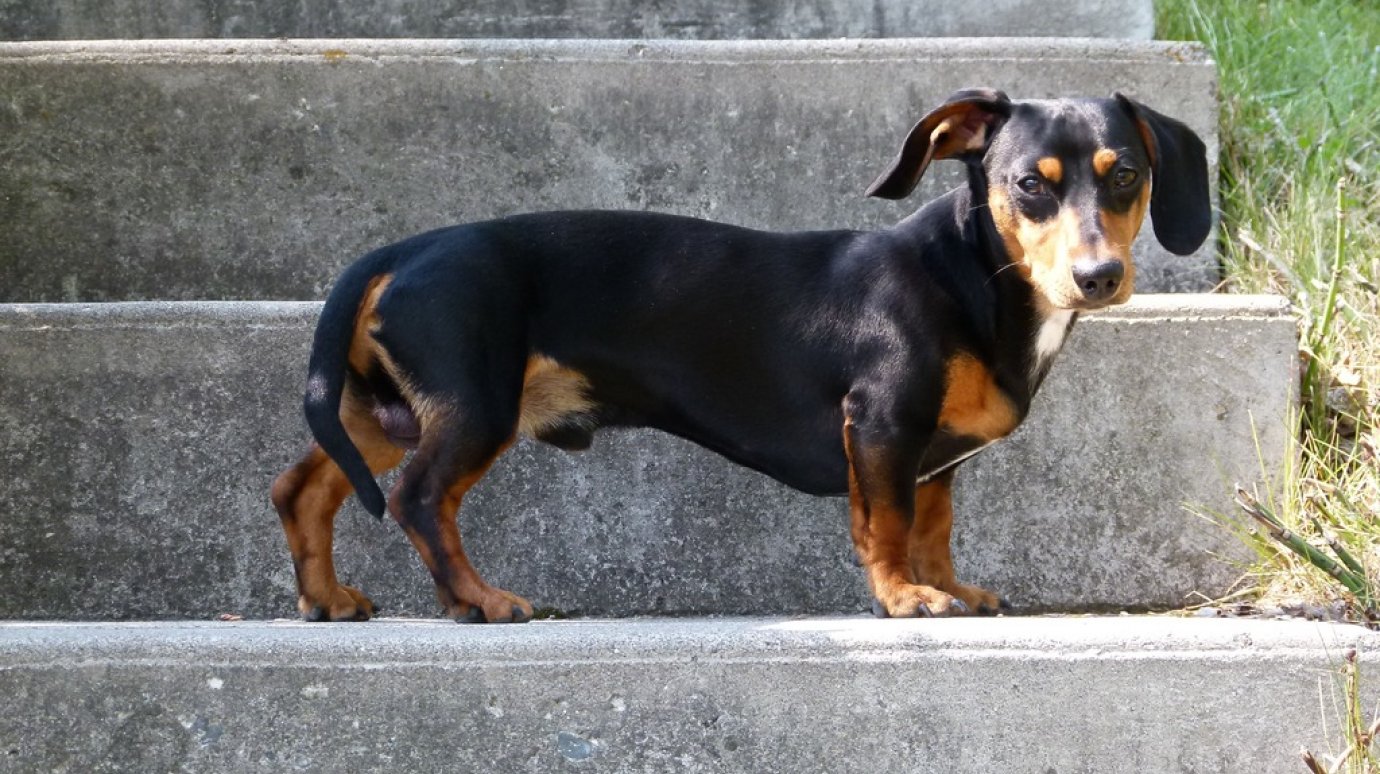 Ветеринар назвал пять худших пород собак