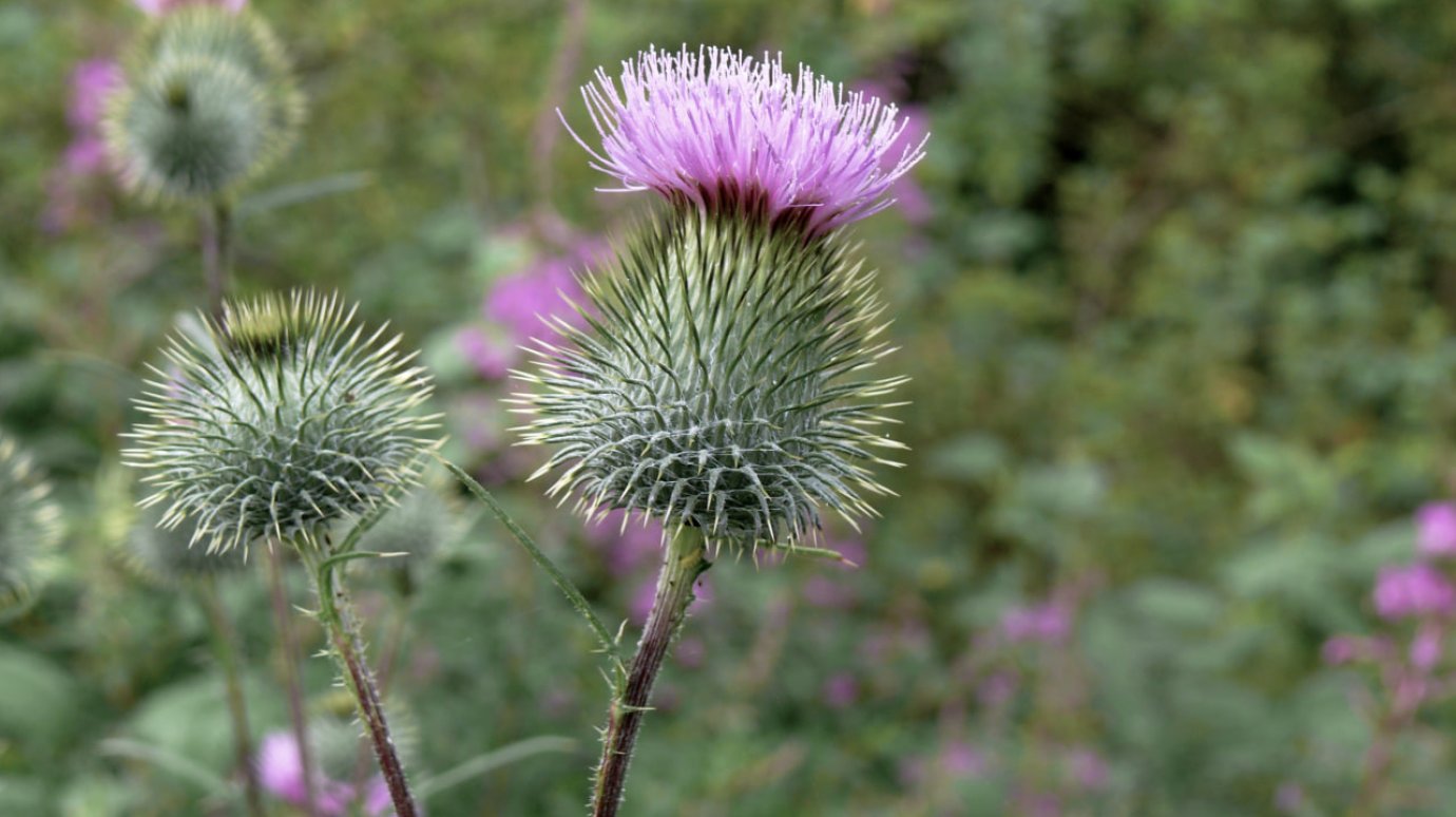 Россиян предостерегли от употребления популярных добавок для поддержки печени