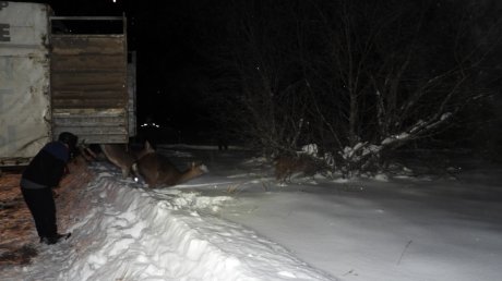 На территорию Шемышейского района выпустили 15 оленей