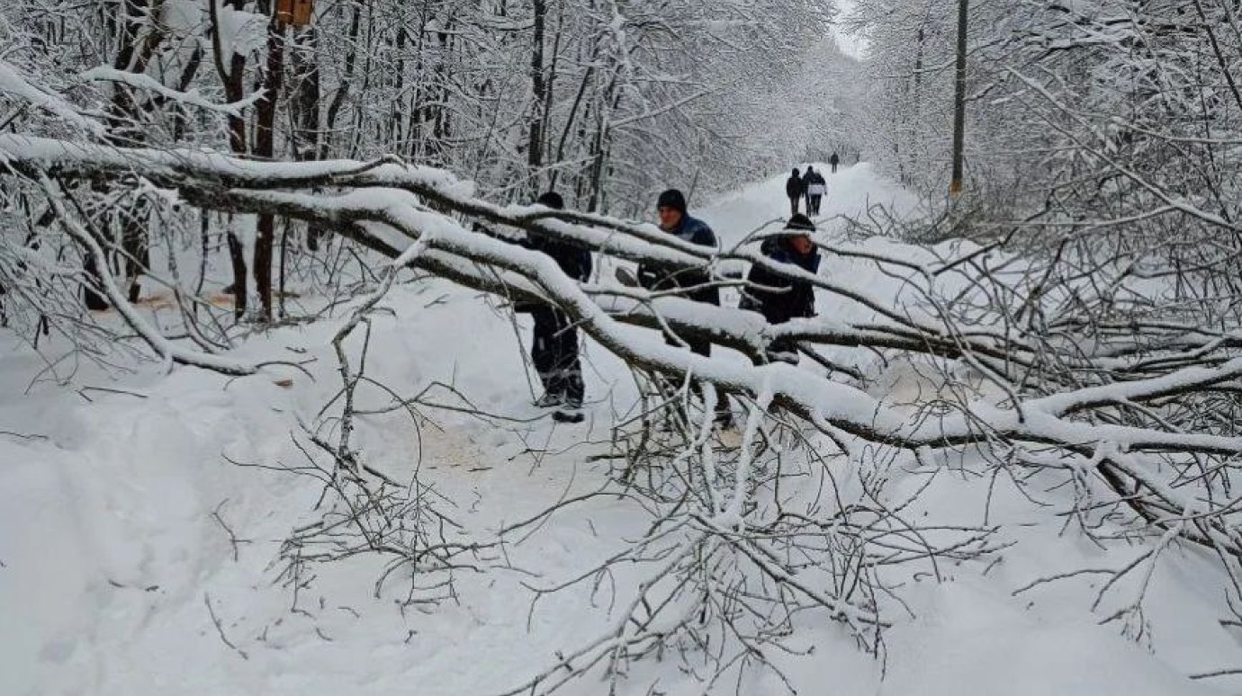 На Олимпийской аллее под тяжестью снега рухнули 2 дерева