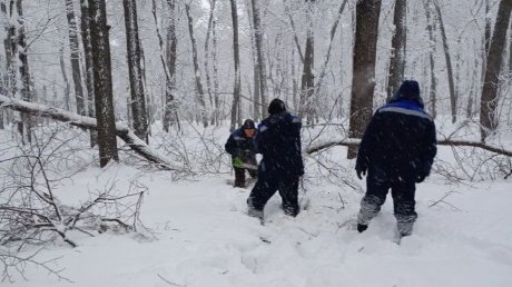 На Олимпийской аллее под тяжестью снега рухнули 2 дерева