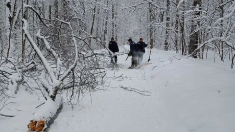На Олимпийской аллее под тяжестью снега рухнули 2 дерева