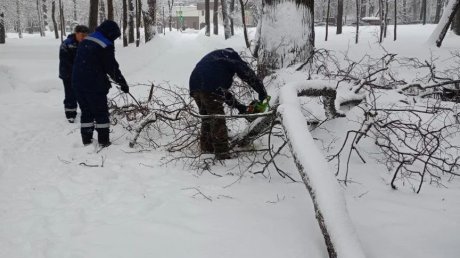 На Олимпийской аллее под тяжестью снега рухнули 2 дерева