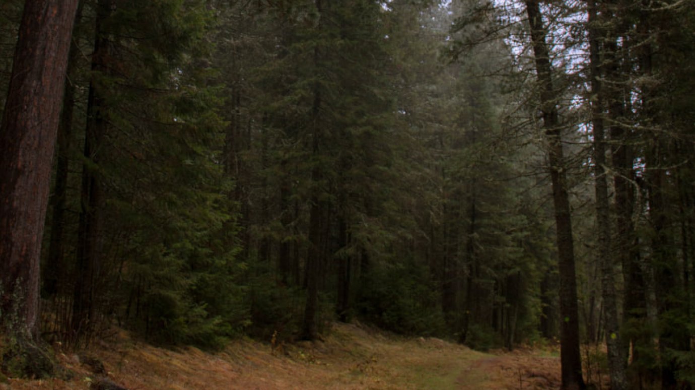 В российской тайге нашелся редчайший деликатес за тысячи долларов