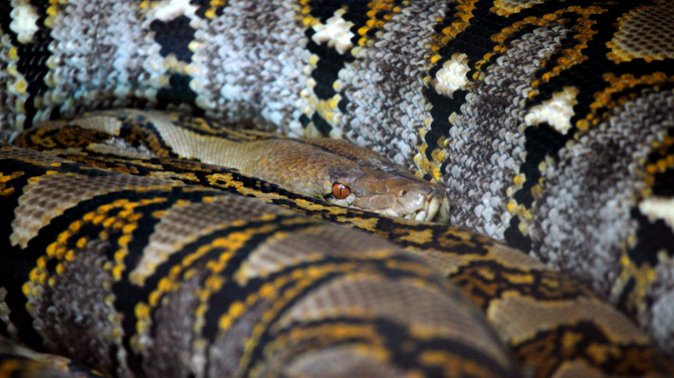 Найдена самая длинная змея в мире