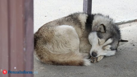 В Пензенской области изменят основания для эвтаназии животных