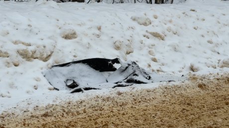 В Городищенском районе в ДТП погибли четыре человека