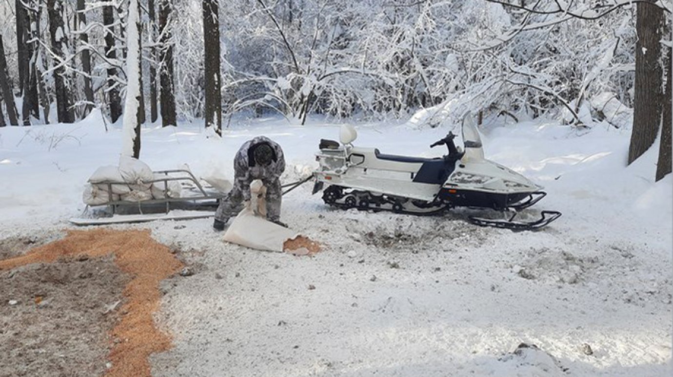 Животным в пензенских лесах помогают пережить глубокоснежье