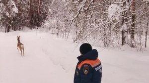 В Городищенском районе пожарные спасли косулю