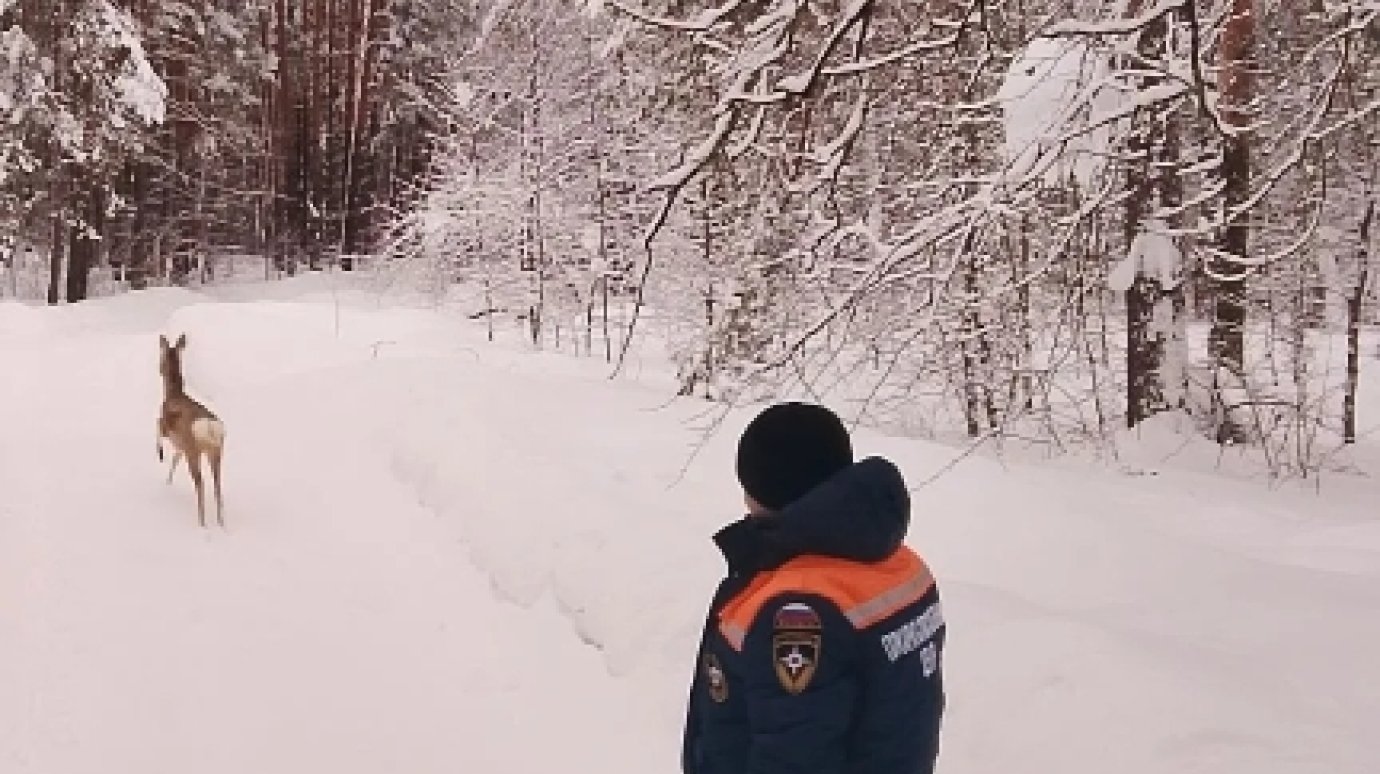 В Городищенском районе пожарные спасли косулю