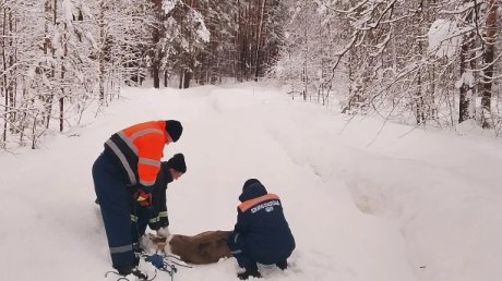 В Городищенском районе пожарные спасли косулю