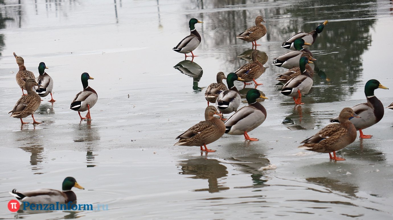 Подготовка к паводку: в Пензе на опоры мостов нанесли отметки