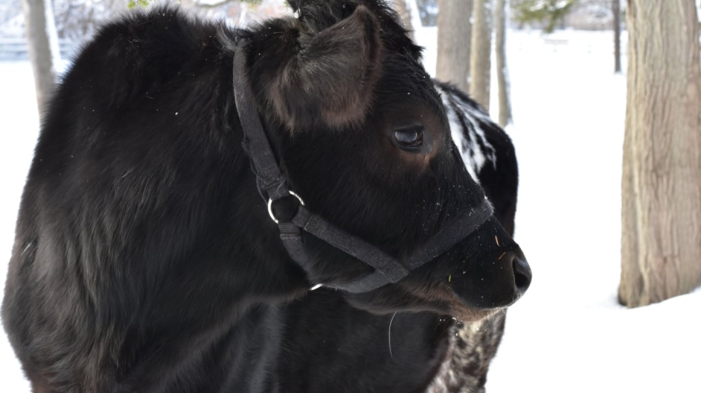 24 февраля - Власьев день, или Коровий праздник