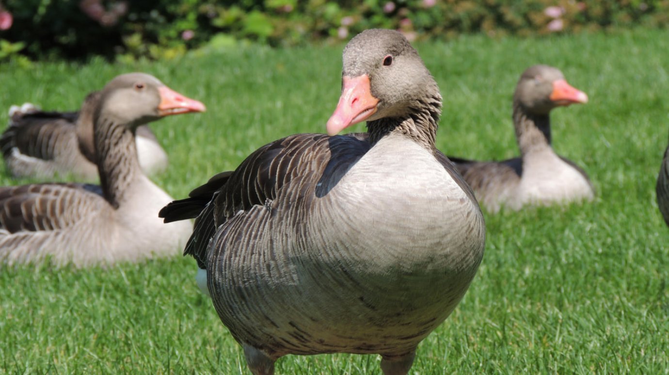 Изменены сроки весенней охоты в Пензенской области