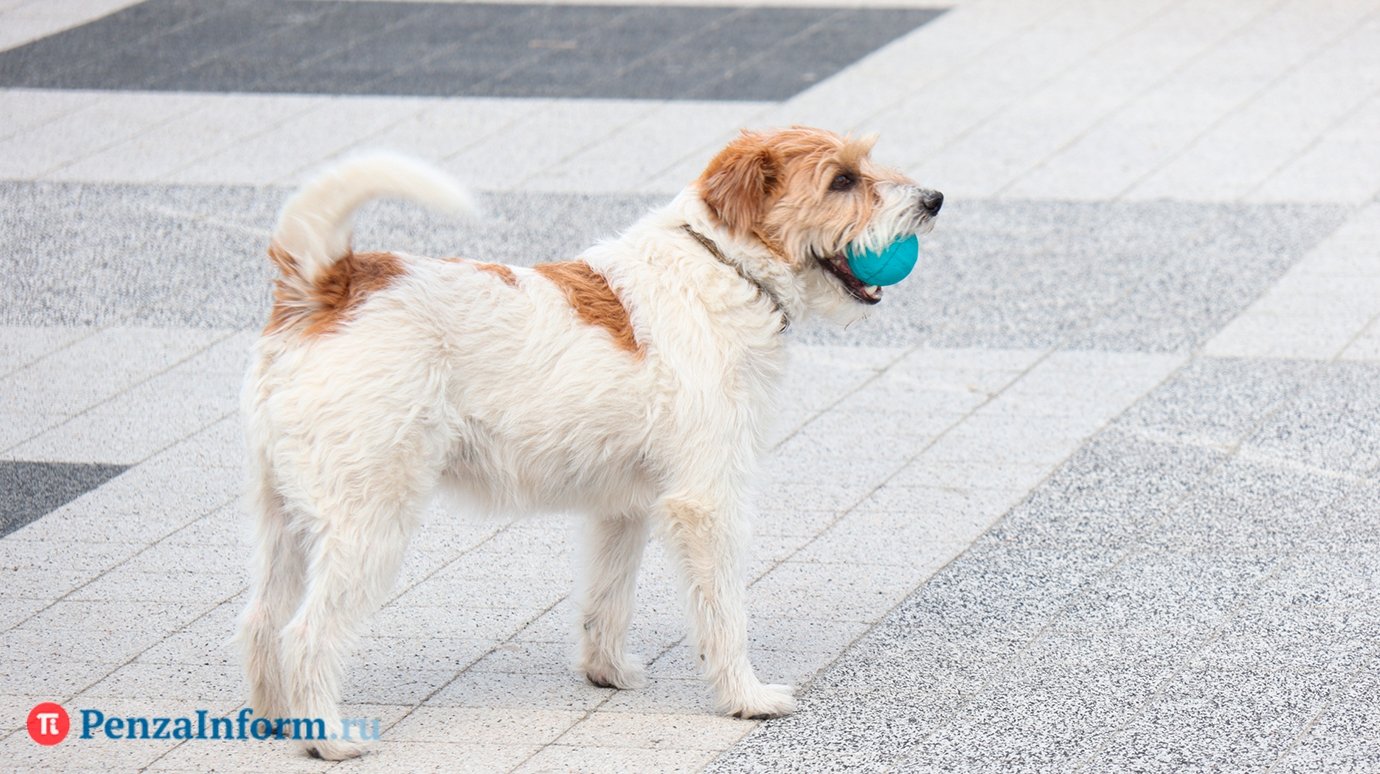 Россиянам объяснили пользу содержания собак дома