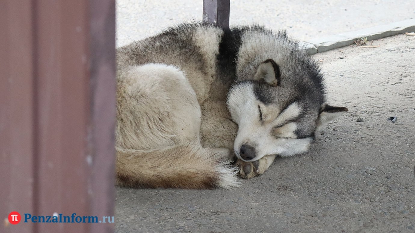 В Кузнецке в феврале оштрафовали 4 владельцев собак