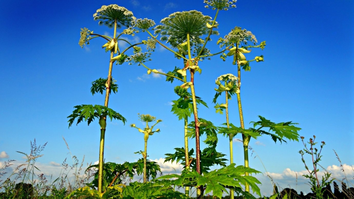 Дачникам напомнили о штрафах за ряд растений