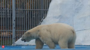 Умка - хозяин Арктики