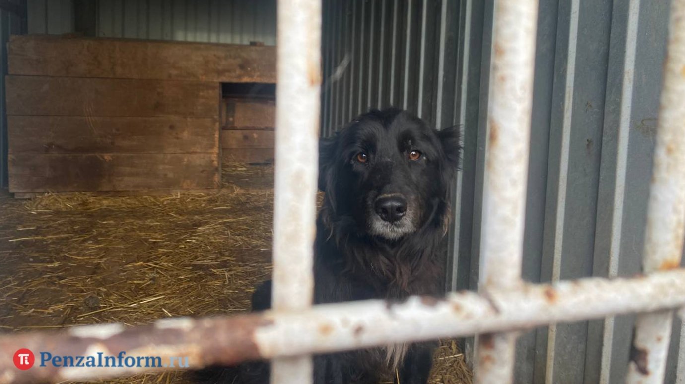 В Пензенской области изменили основания для эвтаназии животных