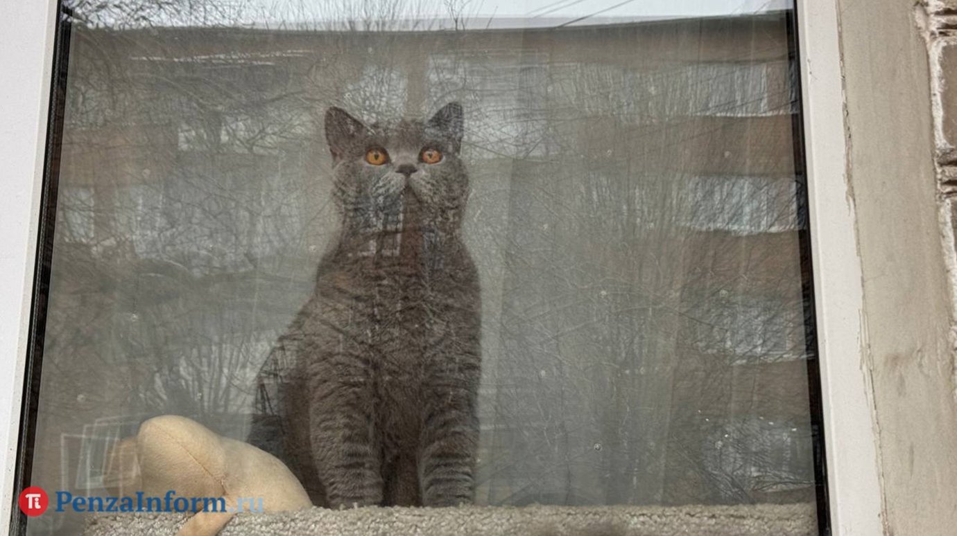 1 марта - День кошек