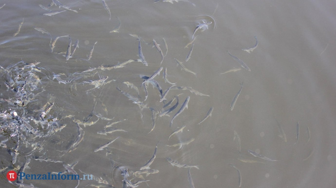 Ученые нашли необычное применение рыбам