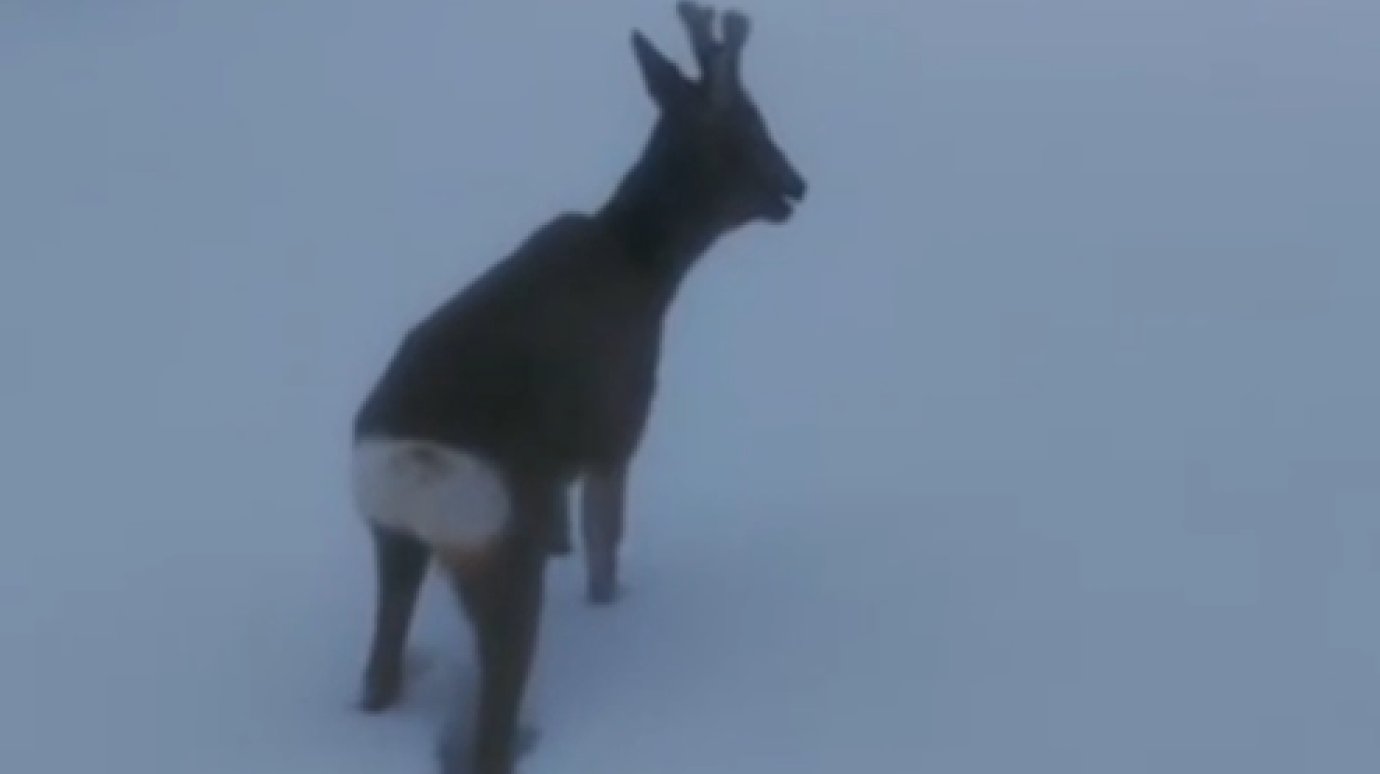 Из-за высоких сугробов дикие животные оказались в опасности