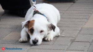 Ветеринар: В России кошки и собаки стали чаще впадать в депрессию