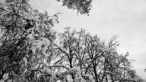 На обработку Учительского сквера от клещей нужно более 380 000 руб.