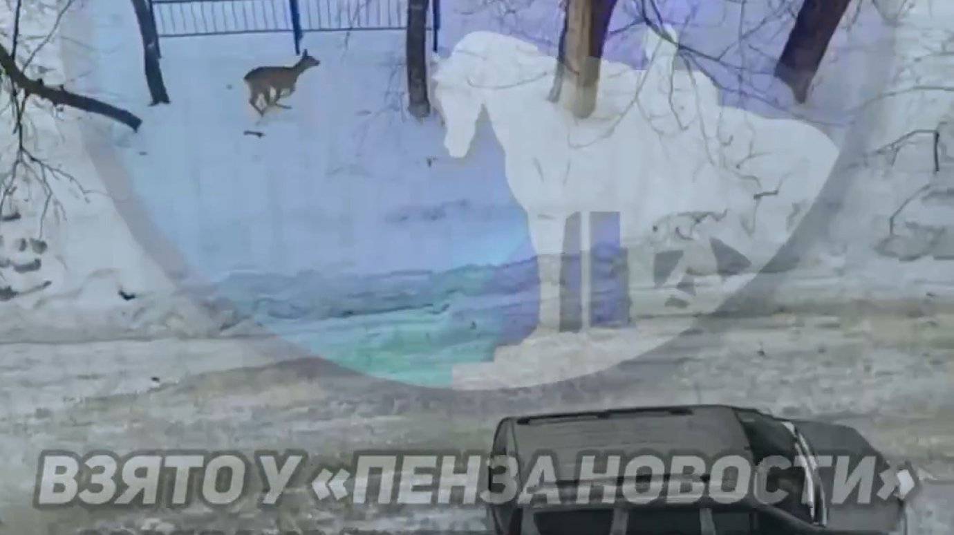 На улице Ладожской в Пензе заметили бегущую косулю