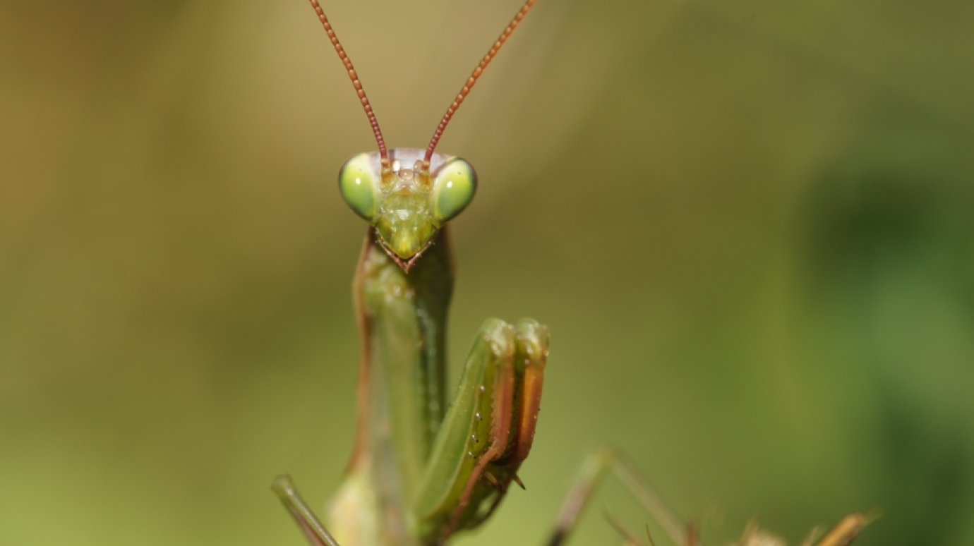 9 марта - День домашних насекомых