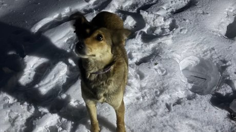 Пензенские спасатели вытащили собаку из 3-метрового колодца