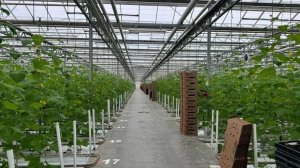 Губернатор: Тепличный комбинат вывели из предбанкротного состояния