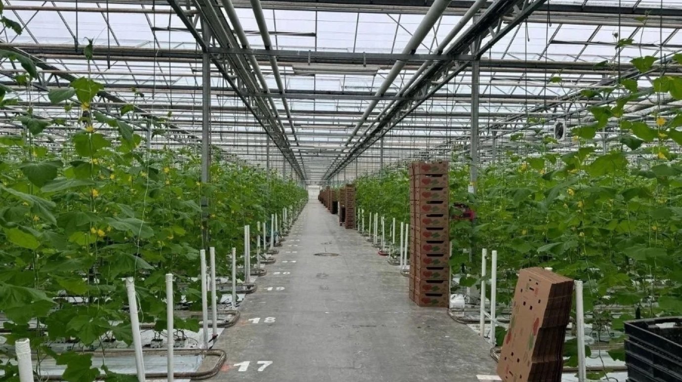 Губернатор: Тепличный комбинат вывели из предбанкротного состояния