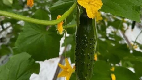 Губернатор: Тепличный комбинат вывели из предбанкротного состояния