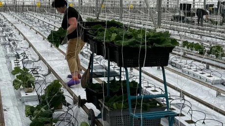 Губернатор: Тепличный комбинат вывели из предбанкротного состояния