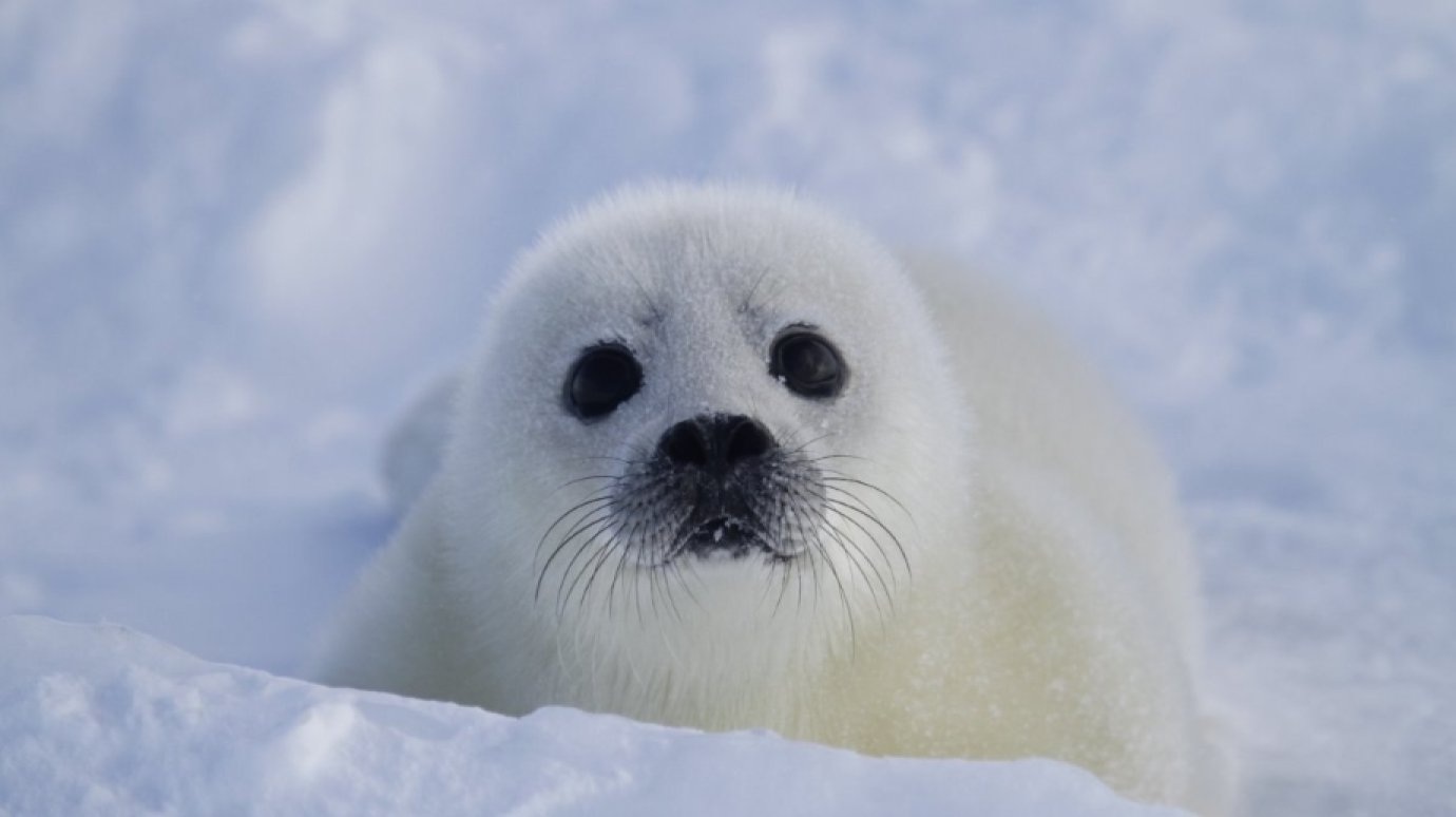 15 марта - Международный день защиты бельков