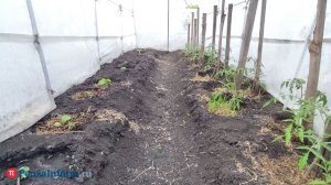 Иначе не взойдет. Агроном Арефьев: каждому семени нужна своя глубина посадки