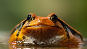 Помидор, который нельзя съесть