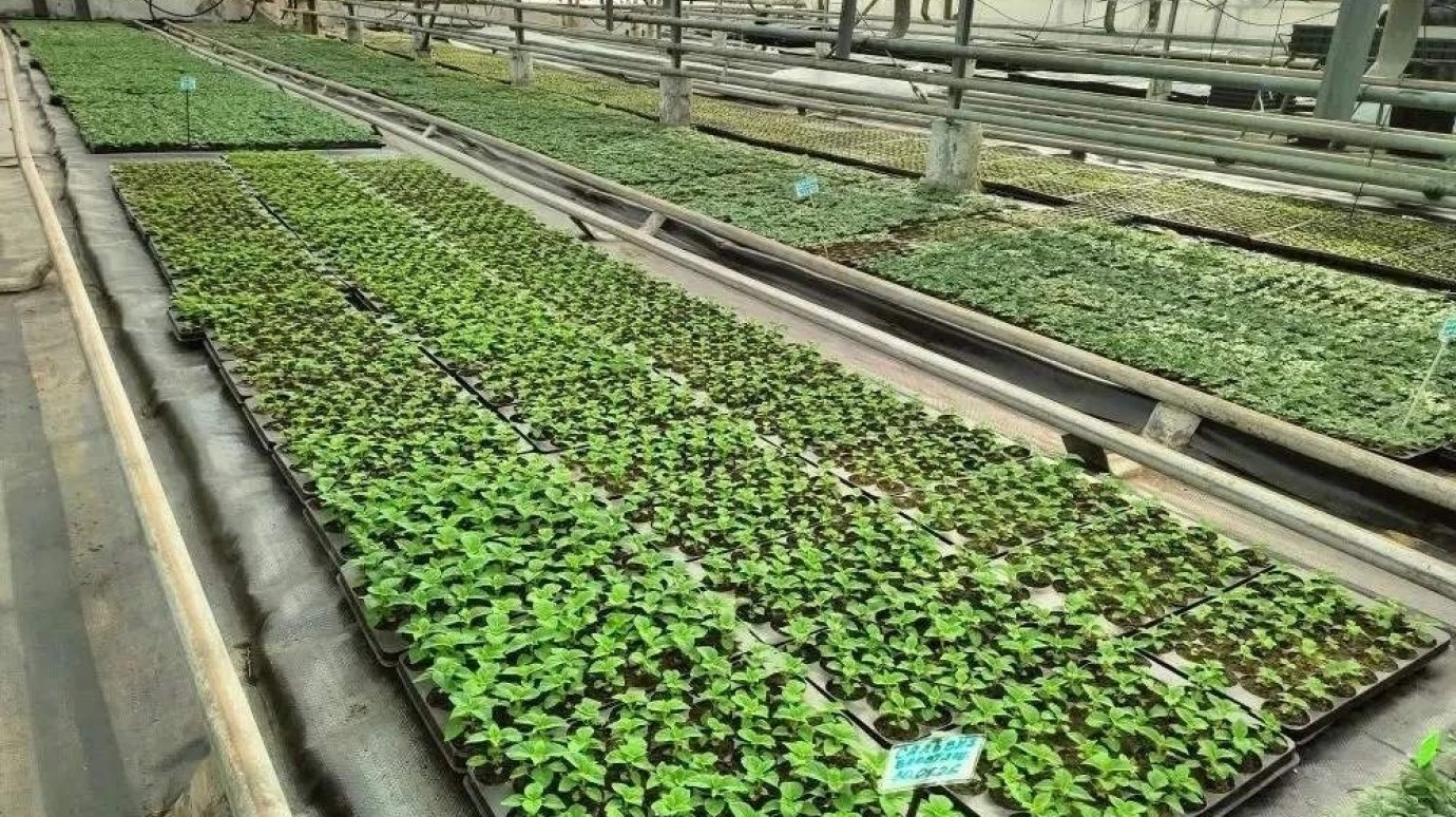 Стало известно, какими цветами в этом году украсят Пензу