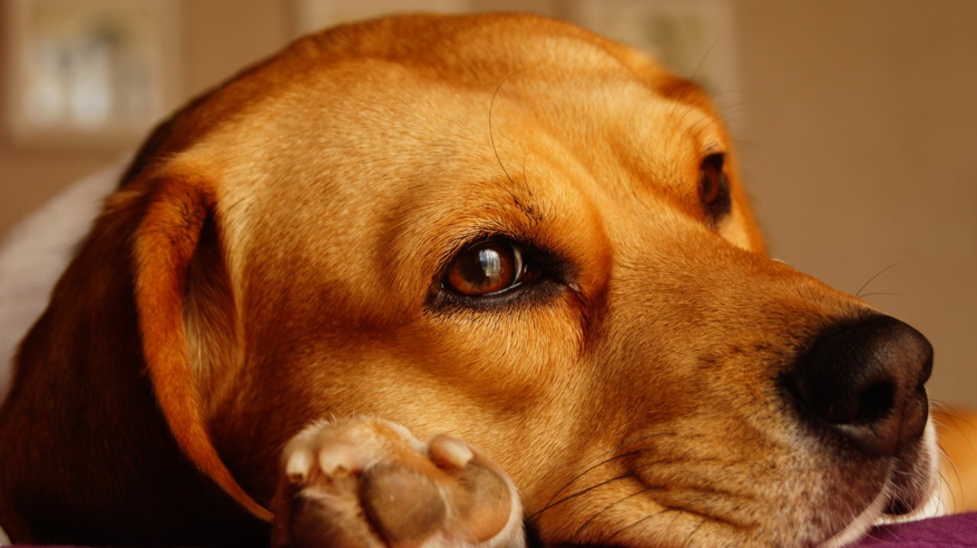Владельцев питомцев предупредили о скрытой опасности весной