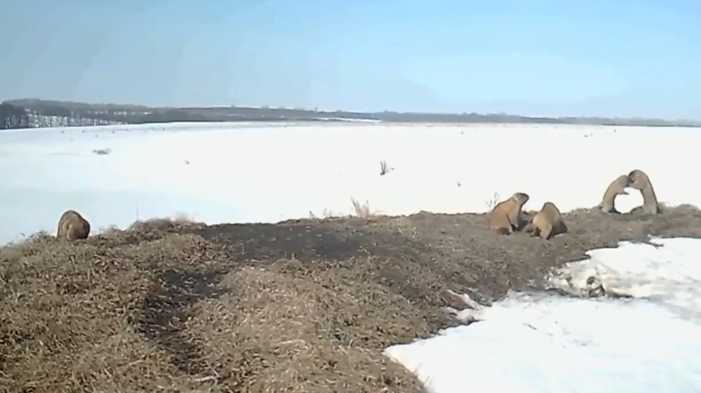 В Пензенской области сурки не похудели за зиму