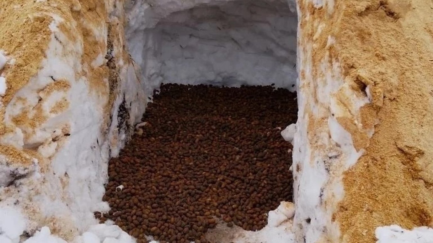 Сотрудники минлесхоза оборудовали хранилище семян дуба