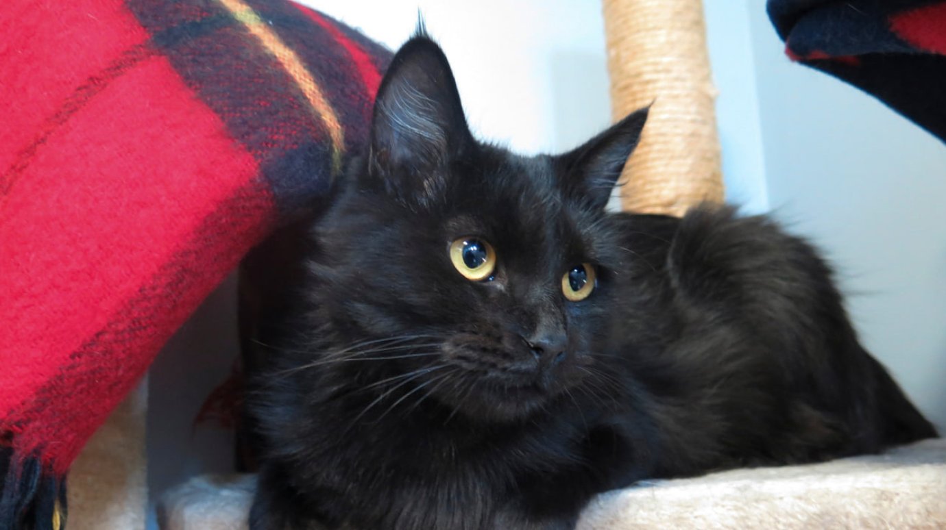 Из живота кошки вытащили 26 резинок для волос