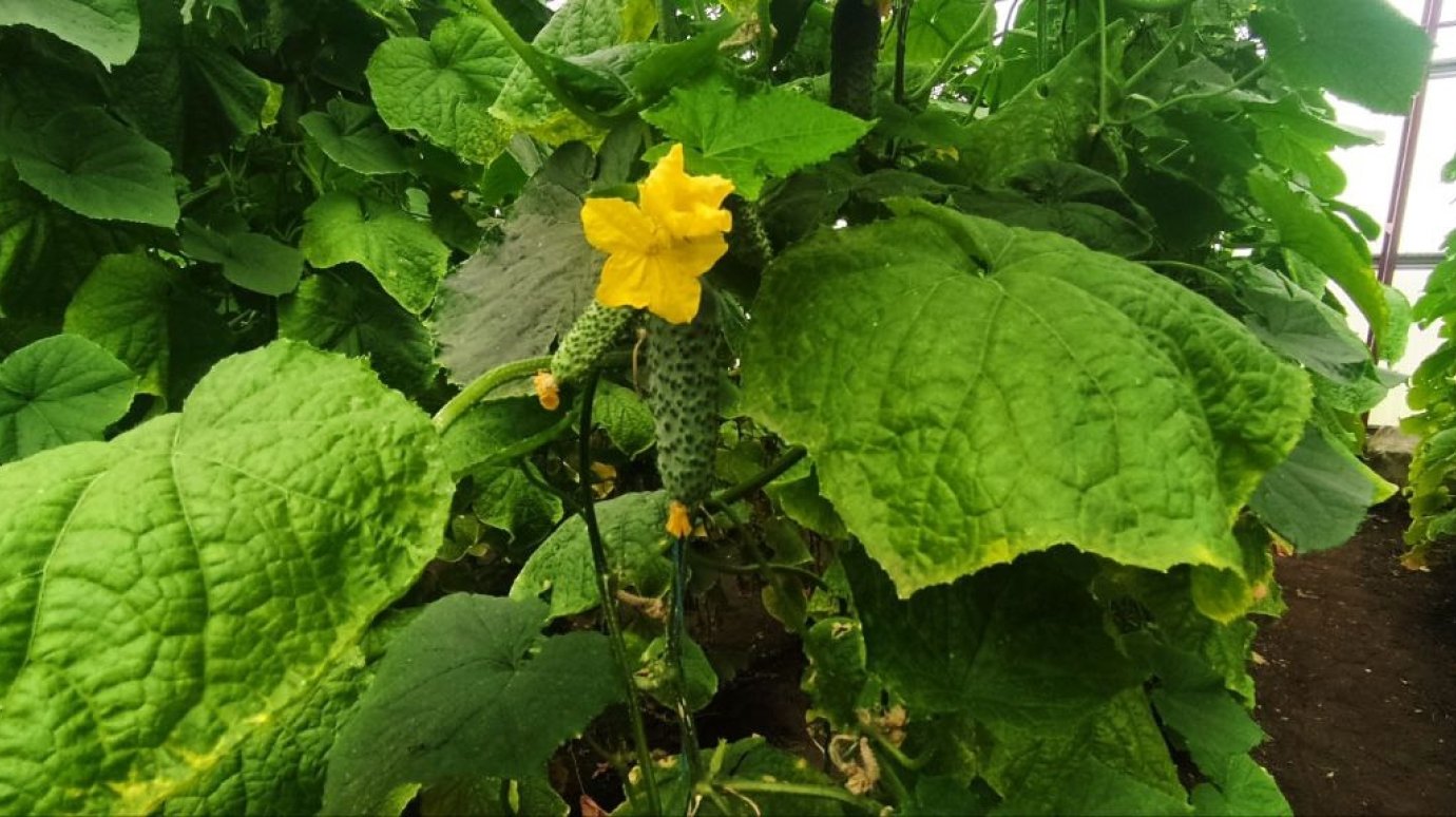 Названа дата старта дачного сезона в Кузнецке