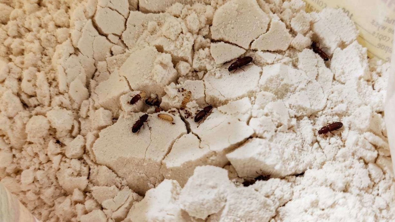 Можно ли использовать крупу или муку, где завелись насекомые?