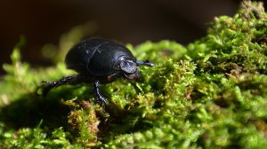 Жук-знахарь: «Не ешь меня, я тебе еще пригожусь!»