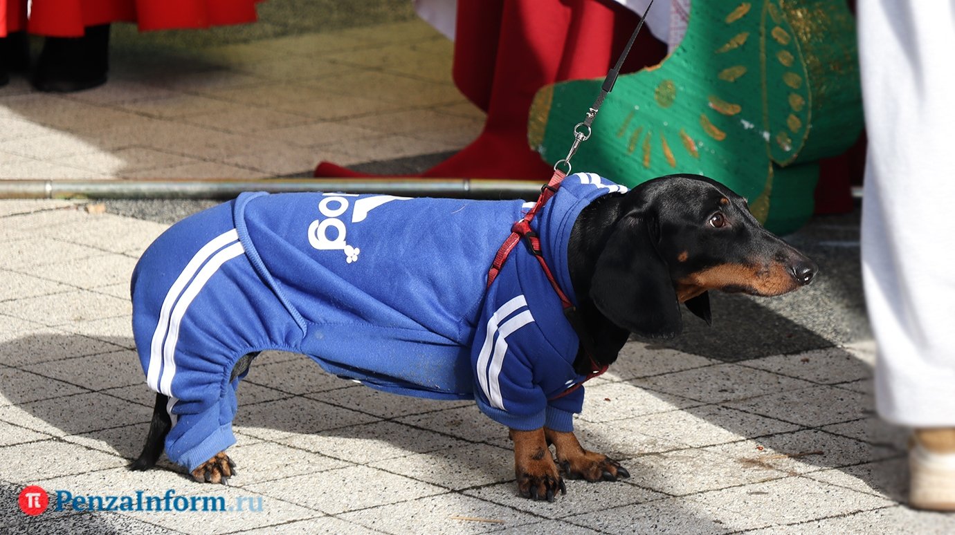 Раскрыта сумма для роскошной жизни собаки