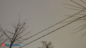 В ночь на 29 марта над Пензенской областью ликвидировали БПЛА